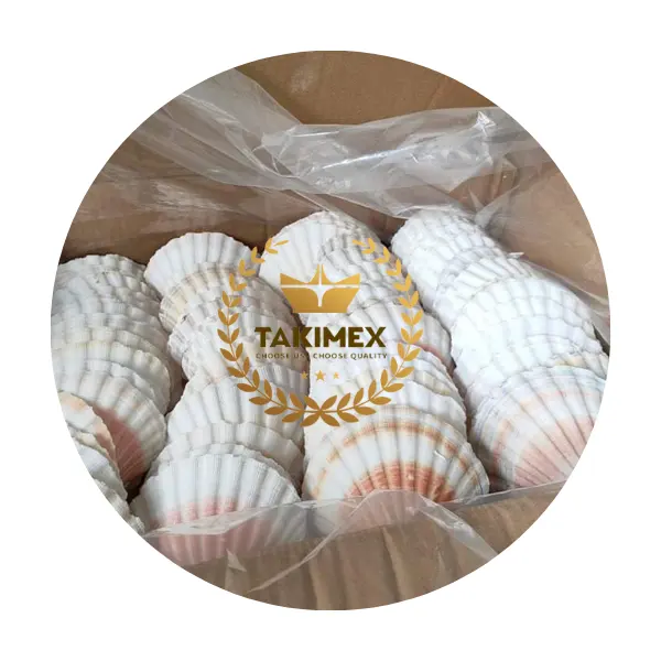 Scallop Shells for Crafts 2-3 Inches White Large Natural Seashells for DIY Home Decor Baking Shells for Serving Food