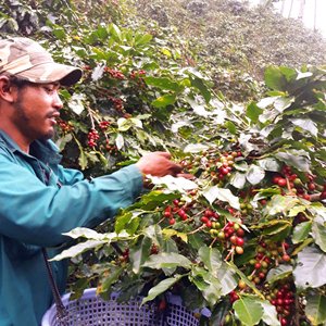 El mejor precio Dalakon Kon Tum 500g Granos enteros Café Estilo italiano Café expreso Bolsa a granel Vietnam Café en polvo - Product Image 5