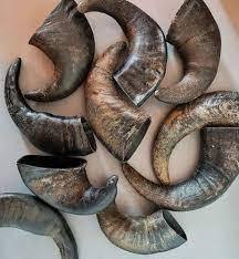 เขาควายดิบแท้สำหรับแกะสลักและทำโปรเจกต์ DIY งานฝีมือธรรมชาติตกแต่งสไตล์สัตว์ - Product Image 3