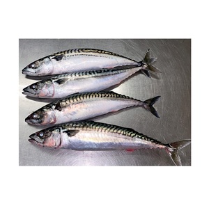 Fornecimento de fábrica Bulk Wholesale Price Top Quality Frozen <span class=keywords><strong>Atlantic</strong></span> Cavala peixe WR Disponível Para Venda