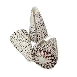 HOT SALE - LEOPARD CONE SHELL FOR MAKING NECKLACE - ART STYLE TO EXPORT FROM VIETNAM