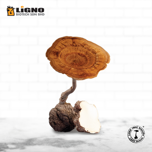 Champignon de lait de tigre LiGNO TM02 ®   Poudre fonctionnelle prête à l'emploi pour le soutien de l'immunité et le bien-être, nutraceutique naturelle de Malaisie, OEM ODM - Product Image 1