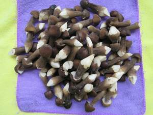Champignons de termites, spécialité vietnamienne riche en nutriments - Product Image 5