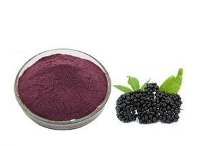 Melhor Qualidade Pura e Natural Secas Black <span class=keywords><strong>Elderberry</strong></span> Fruit Extract Powder a Preço de Atacado da Índia