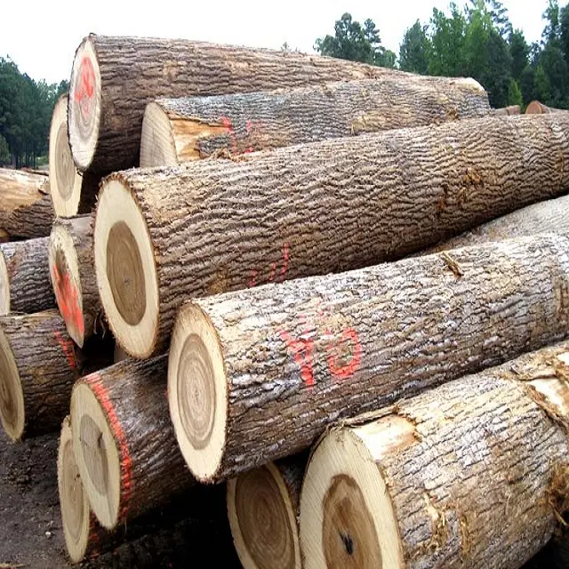 Kayu kayu putih log/kayu mentah dan pohon cemara pohon BIRCH abu kayu/kayu