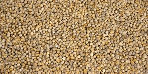 High Quality Organic <b>Millet</b> Natural Nutrient Rich Cereal Bulk Export Premium Grain Supplier Wholesalers Ideal for Food Industry - Product Image 3