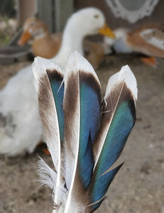 Decoración DE BODA elegante Plumas de pato naturales Patrones lavados bellamente teñidos para centros de mesa y accesorios de ropa - Product Image 3