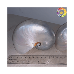 Concha de caracol, conchas marinas pulidas naturales, suministro a granel para proyectos creativos de bricolaje y obras de arte - Product Image 3