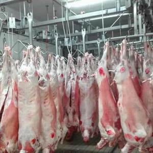Carne de Cola de Cordero Fresca Congelada al por Mayor, Procesada con Certificación Halal, Envasada al Vacío, Grado de Exportación Global para Servicios de Alimentos - Product Image 3