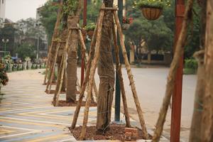 แท่งไม้รองรับการปลูก-ต้นไม้รองรับการเจริญเติบโตของพืช - Product Image 5