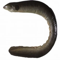 Fish Market Where To Buy Live Eels Near Me Brackish Water Eels