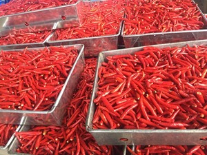 พริกแช่แข็งคุณภาพสูงในราคาที่ดีที่สุด - Product Image 6