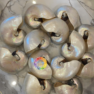 Elegante Cámara pulida para Nautilus Shell de Vietnam Decoración interior de lujo y exhibición de arte Estilo costero Tema moderno - Product Image 5