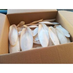 Os de seiche séché de la meilleure qualité disponible pour l'alimentation animale en vrac - Product Image 3