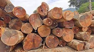 Bubinga Timber <b>Logs</b> Premium Bubinga <b>Logs</b> Bubinga <b>Logs</b> for Sale - Product Image 6