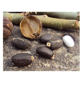 Vente en gros de graines et d'huile de Jatropha Curcas Graines de Jatropha de qualité supérieure Prix de gros Graines de Jatropha - Product Image 2