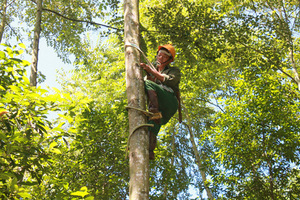 Mejor Precio con Alta Calidad: Benjuí de Siam/Styrax Tonkinensis / Hana - Product Image 4