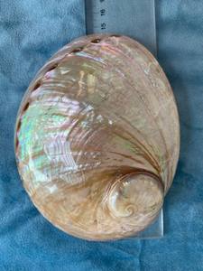 Conchas de abulón seleccionadas a mano para hacer colgantes, llaveros, adornos y otras manualidades creativas - Product Image 6