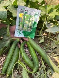 Semillas Híbridas de Calabaza Esponjosa DIL PASAND F1, 99.99% Puras, 85% de Germinación - Product Image 3
