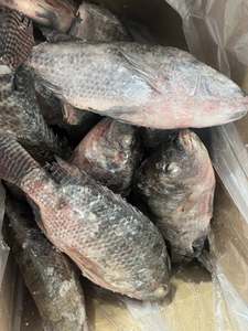 Envío Rápido, Tilapia Negra Congelada al por Mayor, Eviscerada y Descamada, Fresca, IQF, IWP, Paquete a Granel de 10 kg, 12 Meses de Duración - Product Image 2