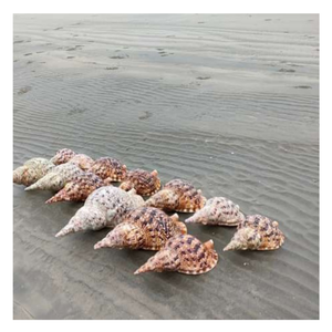 Grands coquillages décoratifs-Coquilles de trompette vietnamiennes authentiques pour la conception sur le thème nautique par 99 Gold Data du Viet Nam - Product Image 1