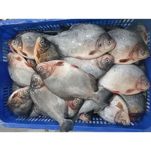 Proveedores chinos de pescado congelado Pompano rojo Comprador a granel redondo entero Pescado rojo Pomfret