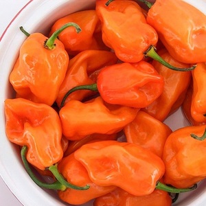 Pimiento Habanero Triturado de Calidad de Exportación Global para Salsas Picantes, Procesamiento por Deshidratación, Fabricación de Especias, 24 Meses de Vida Útil - Product Image 2