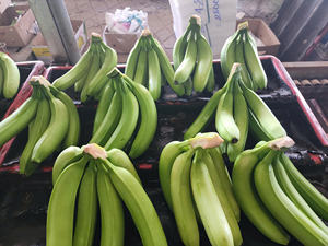 Fruits tropicaux du Vietnam Cavendish Exportation Qualité Banane fraîche Meilleurs tarifs Livraison rapide Premium Fourniture de bananes fraîches à grand volume - Product Image 4