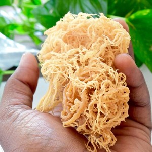 สาหร่าย Eucheuma cottonii มอสทะเลดิบเพื่อสุขภาพส่งออกจากโรงงานเวียดนาม - Product Image 4