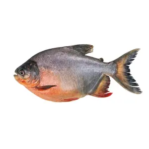 Frozen Red Pacu Price African Food Bulk Pack IQF Frozen Red Pomfret Fish Whole Round