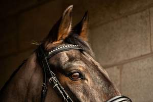 Brida de caballo de cuero genuino colorido de lujo en la India Brida de caballo de cuero genuino multicolor caliente tamaño completo - Product Image 3