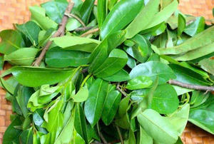 FABRICANTE DE VIETNAM DE POLVO DE HOJAS SOURSOP CON SUMINISTRO A GRANEL Y OPCIONES OEM - Product Image 3