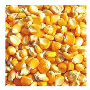 Maïs jaune sans OGM de haute qualité meilleur taux de gros de matériel du fabricant - Product Image 4