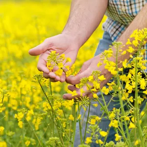 Semi di Canola sfusi organici naturali di alta qualità