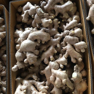 Gingembre frais naturel pour le marché mondial | Meilleur prix du Vietnam - Product Image 4