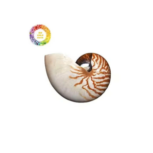 Decoración de concha Nautilus de alta calidad hecha a mano en Vietnam para hogares de lujo y colecciones de coleccionistas - Product Image 3