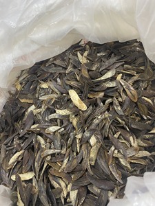 Disponible Murex Sea Shell Operculum Craft Matériau poli utilisé pour la production de cadeaux de décoration et le marché d'exportation Vietnam - Product Image 3