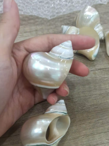 แหวนรองผ้าเช็ดปากเปลือกหอยทำมือระดับพรีเมียม ของตกแต่งโต๊ะอาหารสไตล์ชายทะเล สำหรับงานแต่งงาน โรงแรม และตกแต่งบ้าน เวียดนาม - Product Image 5