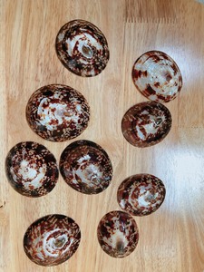 Las conchas marinas polacas más vendidas del océano de Vietnam, conchas Cellana/lapas, artículos decorativos a bajo precio - Product Image 4