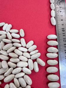 Frijoles blancos de nueva cosecha egipcia de calidad superior, semillas secas 100% puro Natural ISO220000, embalaje a granel certificado para cocinar - Product Image 4