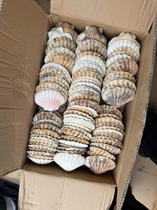 เปลือกหอยที่ดีที่สุดของเวียดนาม: โอกาสในการส่งออกจำนวนมาก - Product Image 4