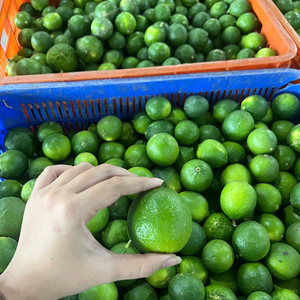 Citron Evolution, agrumes frais juteux sans pépins, prêt pour l'exportation - Product Image 1