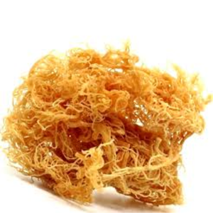Mejor precio 100% Oragnic Natural de alta calidad Gold Sea Moss/ Irish Moss / Wildcrafted Sun Dried Seamoss de Vietnam, empaquetado como - Product Image 1