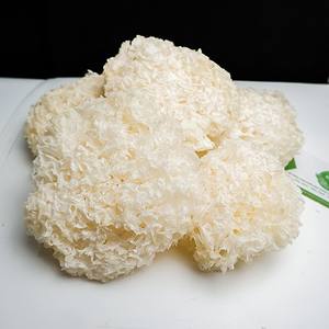Extrait de champignon de neige en vrac, extrait de champignon de neige en vrac (1 kg / 35 oz), champignons de neige cultivés - Product Image 4