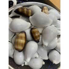 Coquillage du meilleur fournisseur avec un prix compétitif/Coquillages naturels en vrac en provenance du Vietnam - Product Image 5