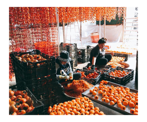 Caqui seco/Frutos secos La mejor calidad de 99 Gold Data - Product Image 1