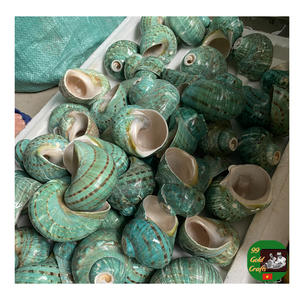 Gran concha pulida, carcasa Turbo azul más vendida, Concha natural mayorista para manualidades y decoración - Product Image 2
