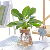 Vente en gros de pots en verre pour terrarium avec couvercle en liège, décoration d'intérieur, cadeau de jardin, kit de propagation de plantes pour pots de fleurs et jardinières