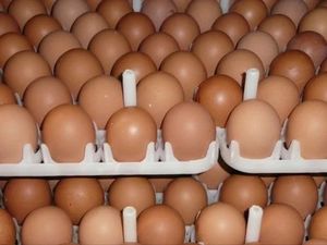 Huevos para incubar <span class=keywords><strong>Ross</strong></span> <span class=keywords><strong>308</strong></span> y Cobb 500 y huevos de mesa de pollo frescos - Product Image 3