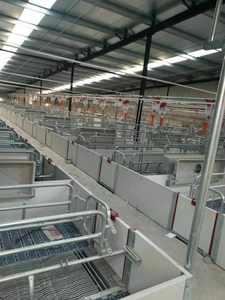 Sistema de alimentación automática Piggery Farming con dispensador de alimento - Product Image 6